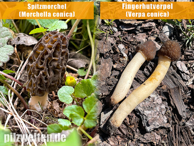 Spitzmorchel, Morchella elata, Morchella conica
