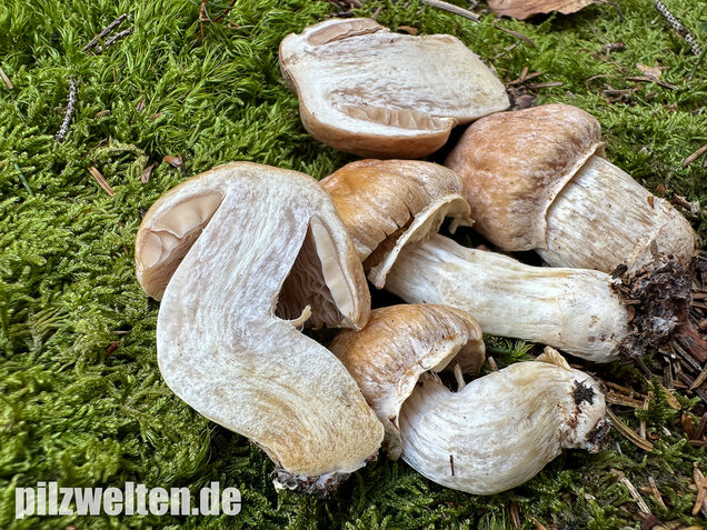 Reifpilz, Cortinarius caperatus