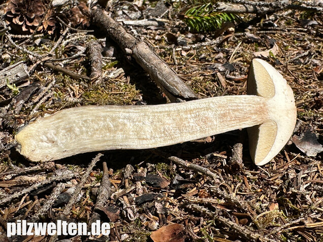 Rötender Birkenpilz, Leccinum oxydabile