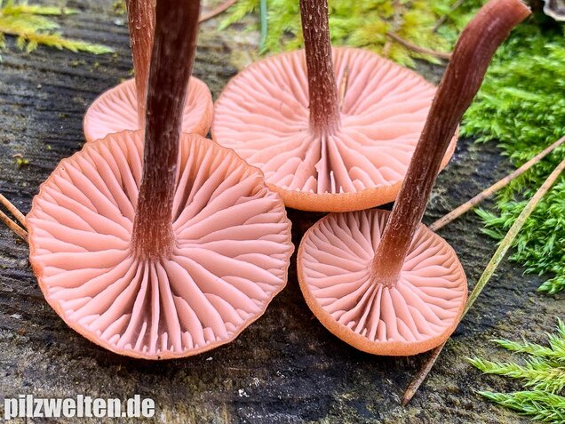 Rötlicher Lacktrichterling, Laccaria laccata