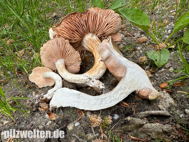 Schlehenrötling, Blasser Frühlingsrötling, Entoloma sepium