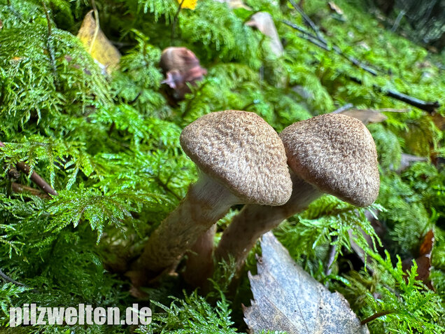Schuppiger Dickfuß, Cortinarius pholideus