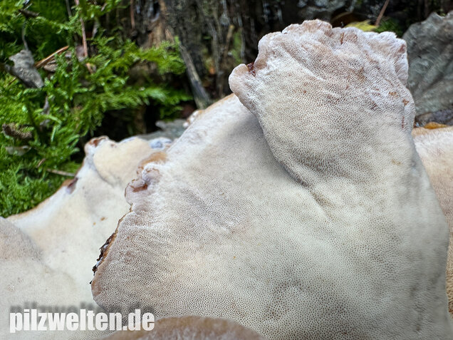 Schwarzgebänderter Harzporling, Nadelholzharzporling, Ischnoderma benzoinum