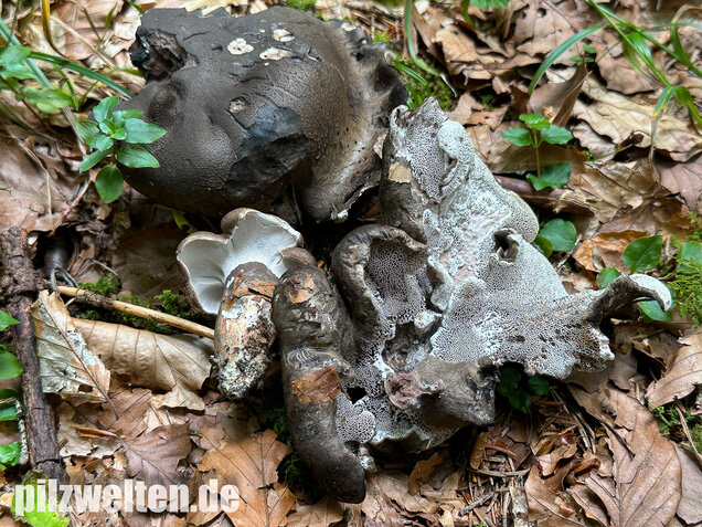 Schwarzweißer Rußporling, Boletopsis leucomelaena