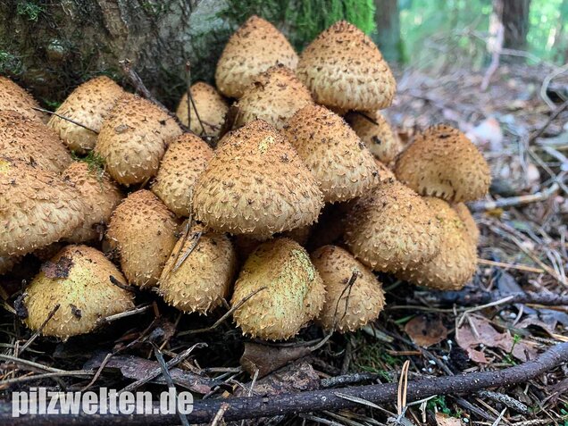 Sparriger Schüppling, Pholiota squarrosa