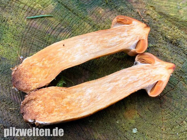 Spitzgebuckelter Raukopf, Cortinarius rubellus