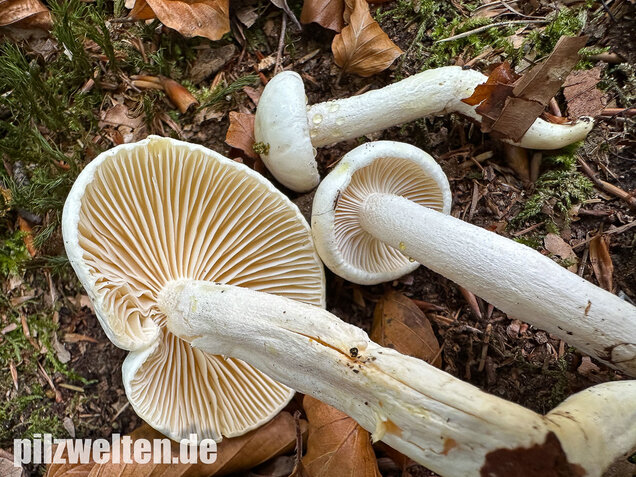 Gelbverfärbender Schneckling, Hygrophorus discoxanthus