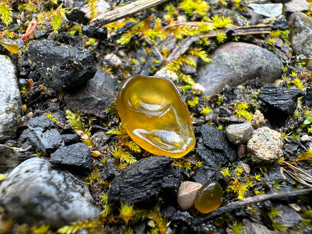 Sternenrotz, Sternenschnäutzer, Cyanobakterien, Nostoc