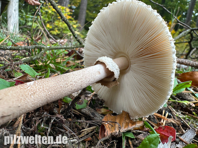 Sternschuppiger Riesenschirmling, Grobscholliger Riesenschirmling, Macrolepiota rhodosperma