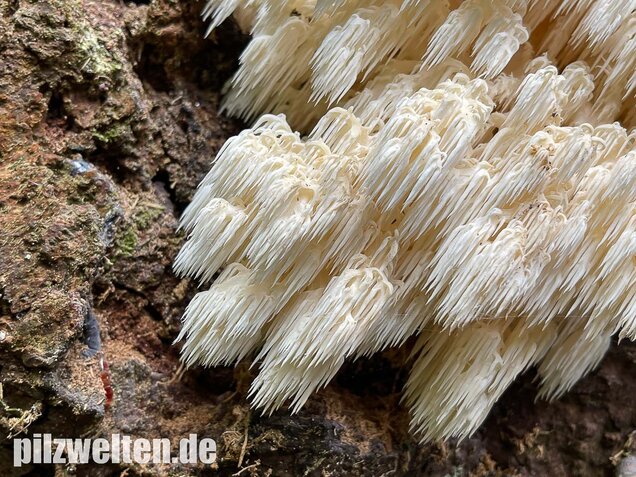 Tannenstachelbart, Hericium flagellum