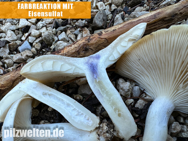 Weißer Büschelrasling, Leucocybe connata