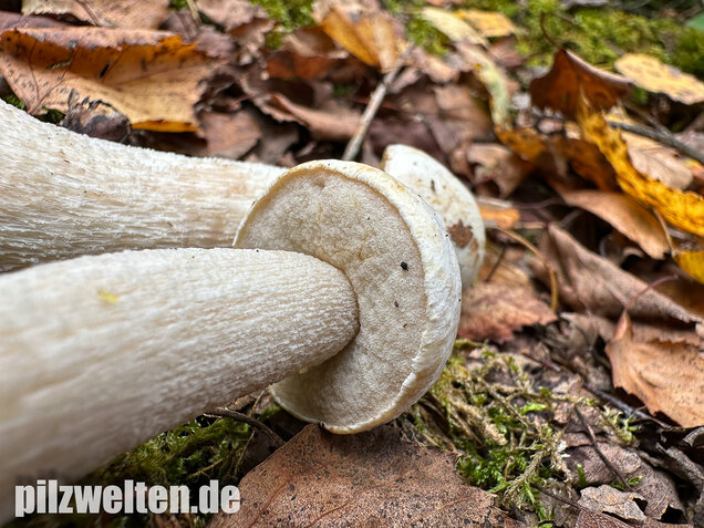 Wollstieliger Raufußröhrling (weiße Form), Leccinum cyaneobasileucum
