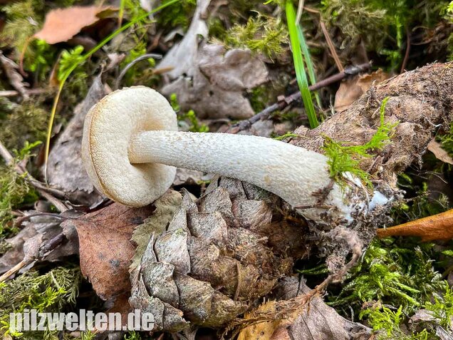Wollstieliger Raufußröhrling (weiße Form), Leccinum cyaneobasileucum