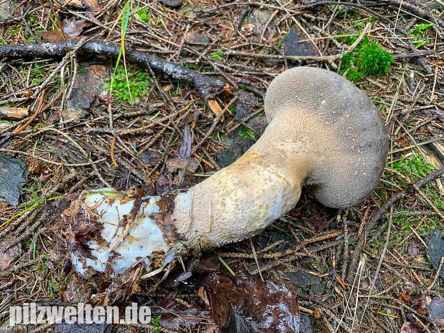 Beutelstäubling, Lycoperdon excipuliforme