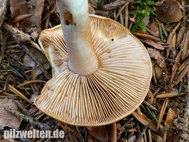 Bitterster Schleimfuß, Cortinarius vibratilis