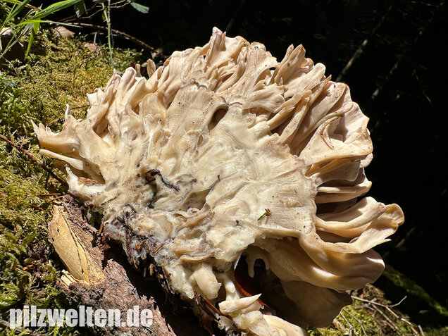 Breitblättrige Glucke, Sparassis brevipes