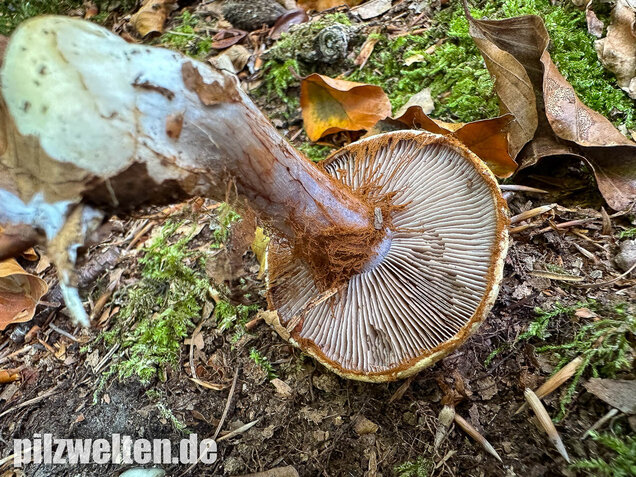 Buchenklumpfuß, Cortinarius anserinus