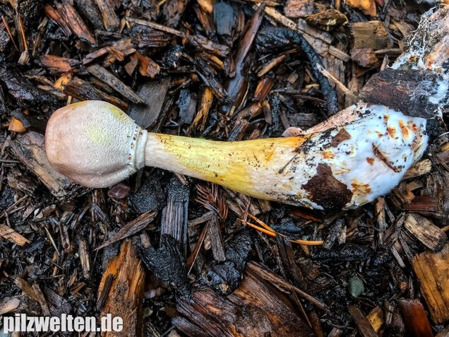 Büscheliger Egerlingsschirmling, Leucoagaricus americanus