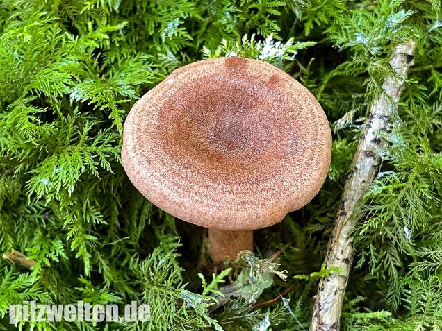 Eichenmilchling, Lactarius quietus