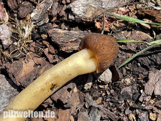 Fingerhutverpel, Verpa conica