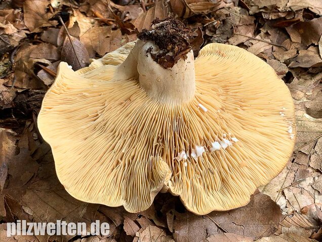 Flügelsporiger Milchling, Lactarius pterosporus
