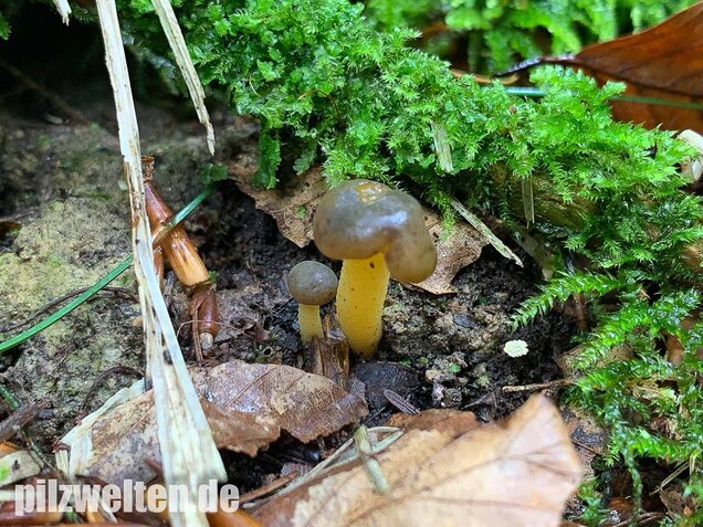 Gallertkäppchen, Leotia lubrica