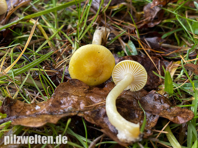 Gelber Lärchenschneckling, Hygrophorus lucorum
