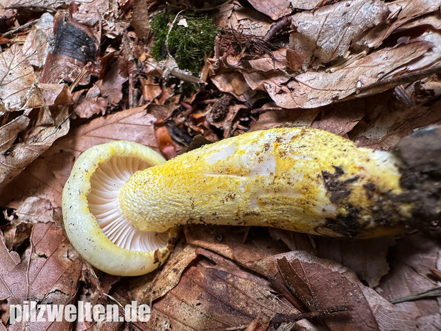 Goldzahn-Schneckling, Hygrophorus chrysodon