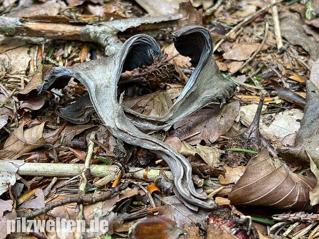Grauer Pfifferling, Craterellus cinereus