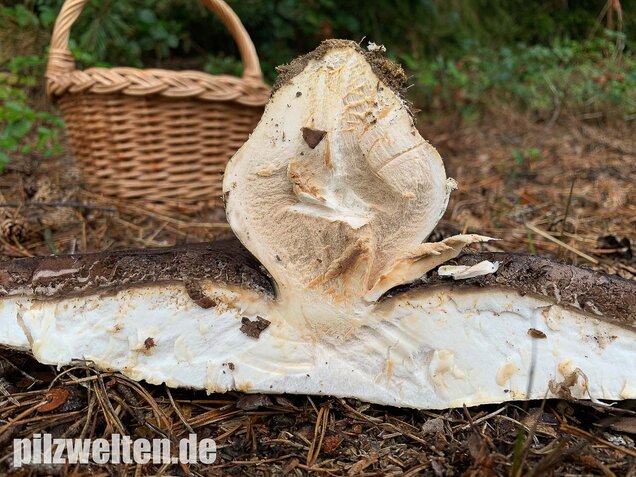 Großsporiger Riesenchampignon, Agaricus urinascens