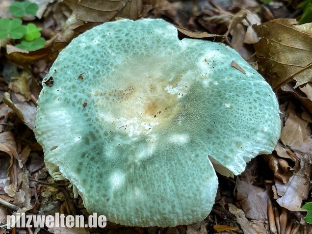 Grüngefelderter Täubling, Russula virescens