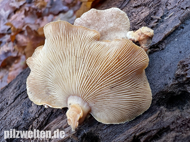 Herber Zwergknäueling, Panellus stipticus