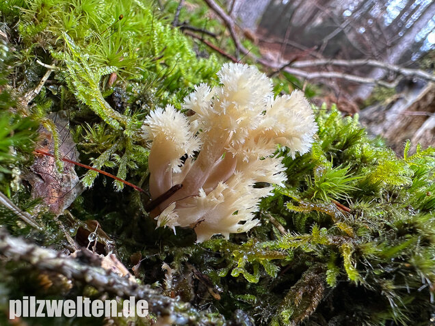 Kammkoralle, Kammförmiger Keulenpilz, Clavulina coralloides