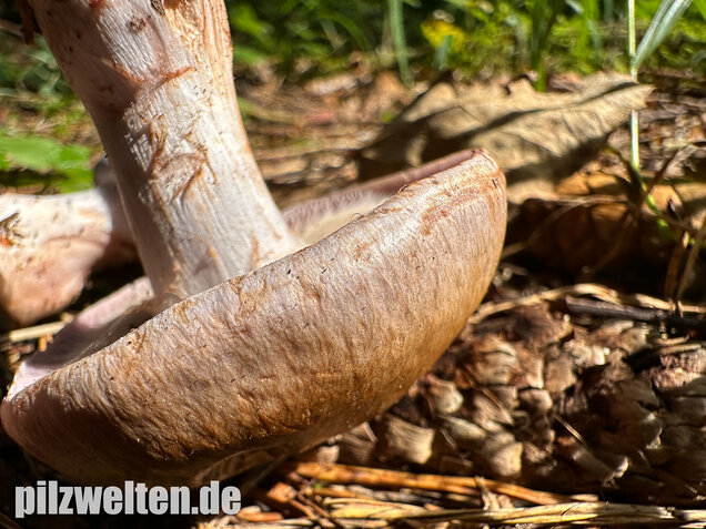 Verfärbender Schleimkopf, Cortinarius largus