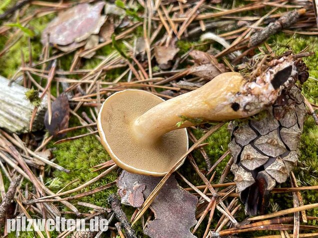 Kuhröhrling, Suillus bovinus