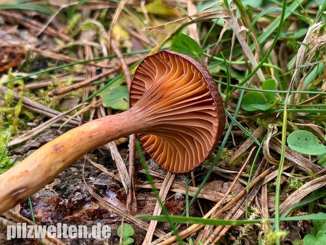 Kupferroter Gelbfuß, Chroogomphus rutilus