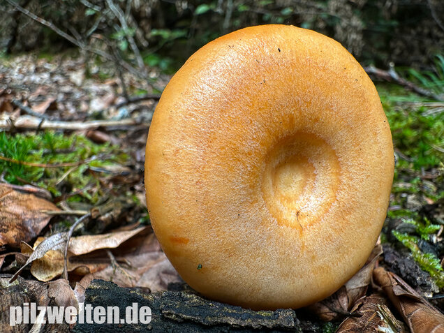 Lachsreizker, Lactarius salmonicolor