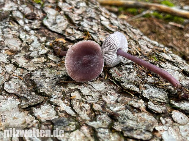 Lila Rettichhelmling, Mycena pura