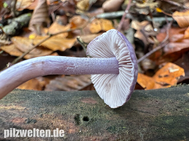 Violetter Risspilz, Lilaseidiger Risspilz, Inocybe violacea