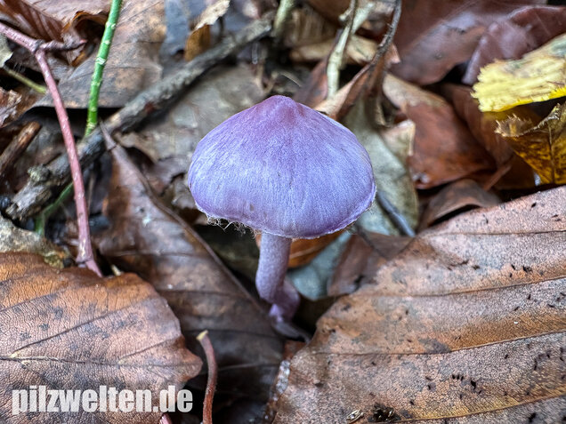 Violetter Risspilz, Lilaseidiger Risspilz, Inocybe violacea