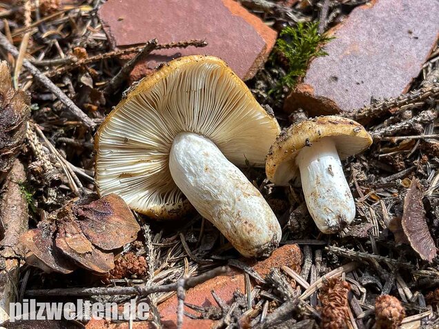 Mandeltäubling, Russula grata
