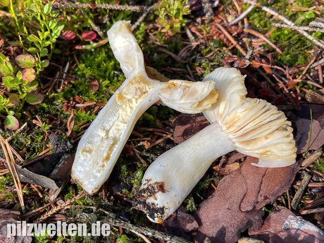 Milder Wachstäubling, Mädchentäubling, Russula puellaris