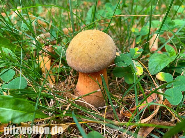 Netzstieliger Hexenröhrling, Suillellus luridus