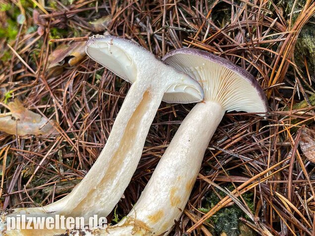 Nordischer Milchling, Lactarius trivialis