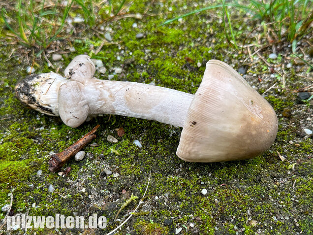 Ockergrauer Scheidenstreifling, Ockergrauer Riesenstreifling, Amanita lividopallescens