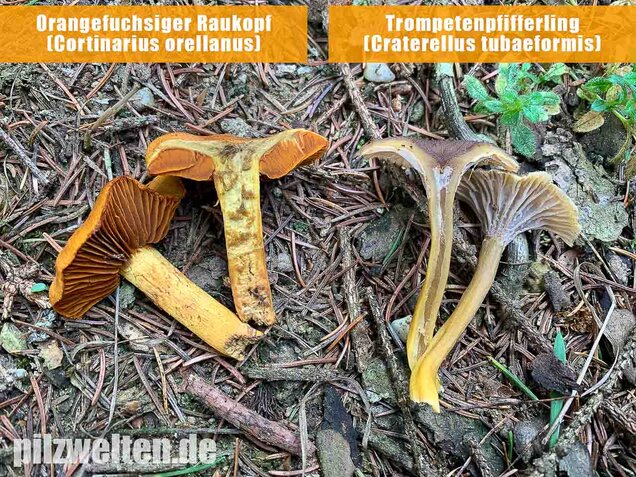 Orangefuchsiger Raukopf, Cortinarius orellanus