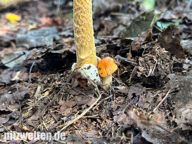 Orangegelber Scheidenstreifling, Amanita crocea