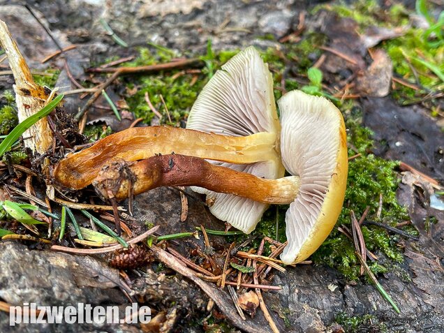 Rauchblättriger Schwefelkopf, Hypholoma capnoides