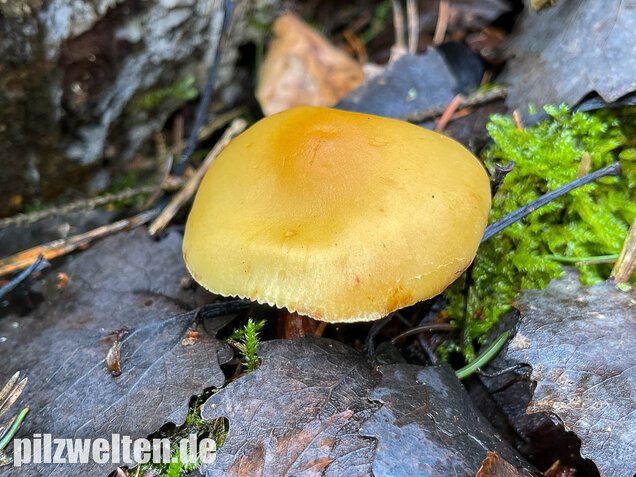 Rauchblättriger Schwefelkopf, Hypholoma capnoides