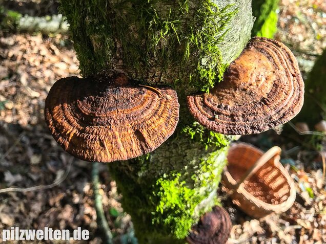 Rötende Tramete, Daedaleopsis confragosa